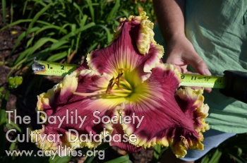 Daylily Master and Bold Ruler